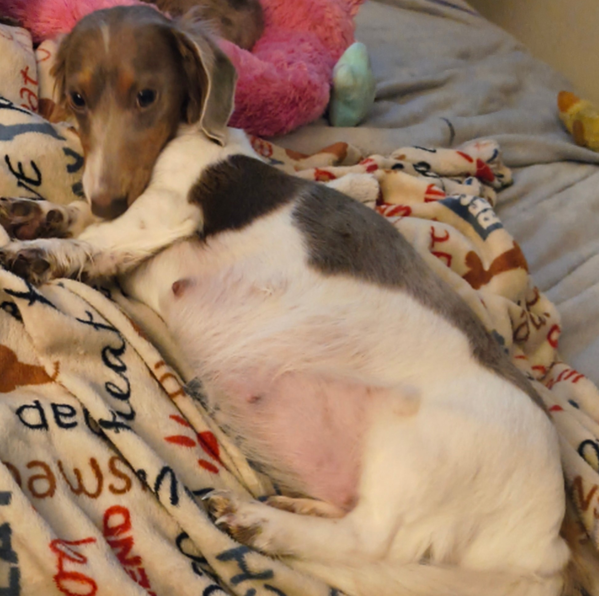 Dachshund resting — upcoming litters